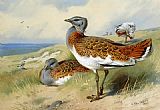 Archibald Thorburn Canvas Paintings - Great bustards